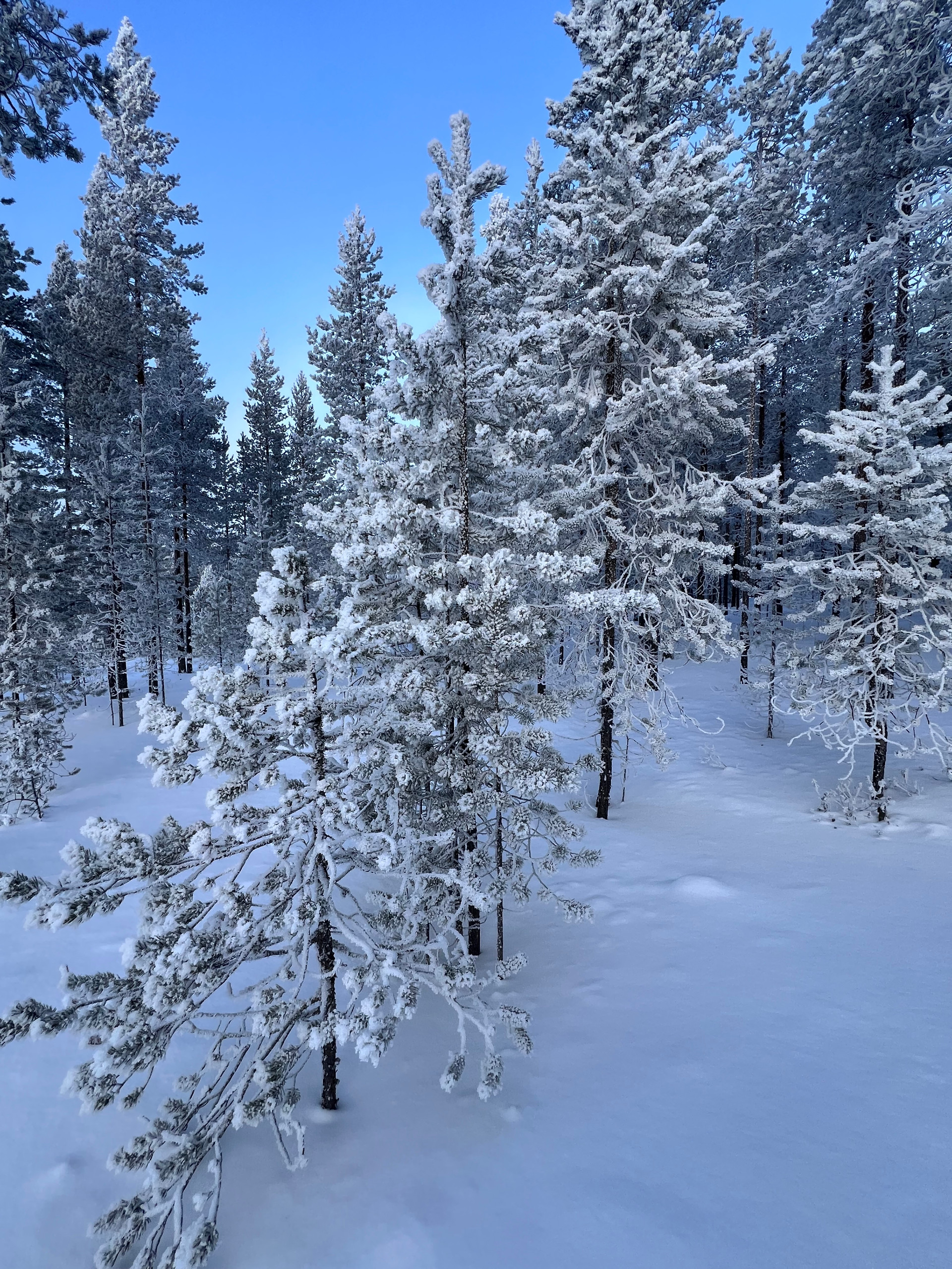 luminen metsä, Kati Pelkonen Kati Pelkonen, Yhteinen Kemijärvi