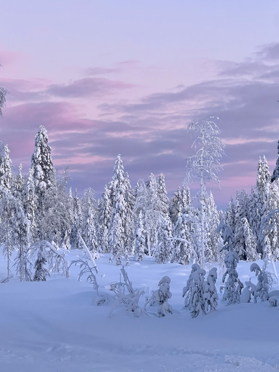 Sari Leinonen, Yhteinen Kemijärvi